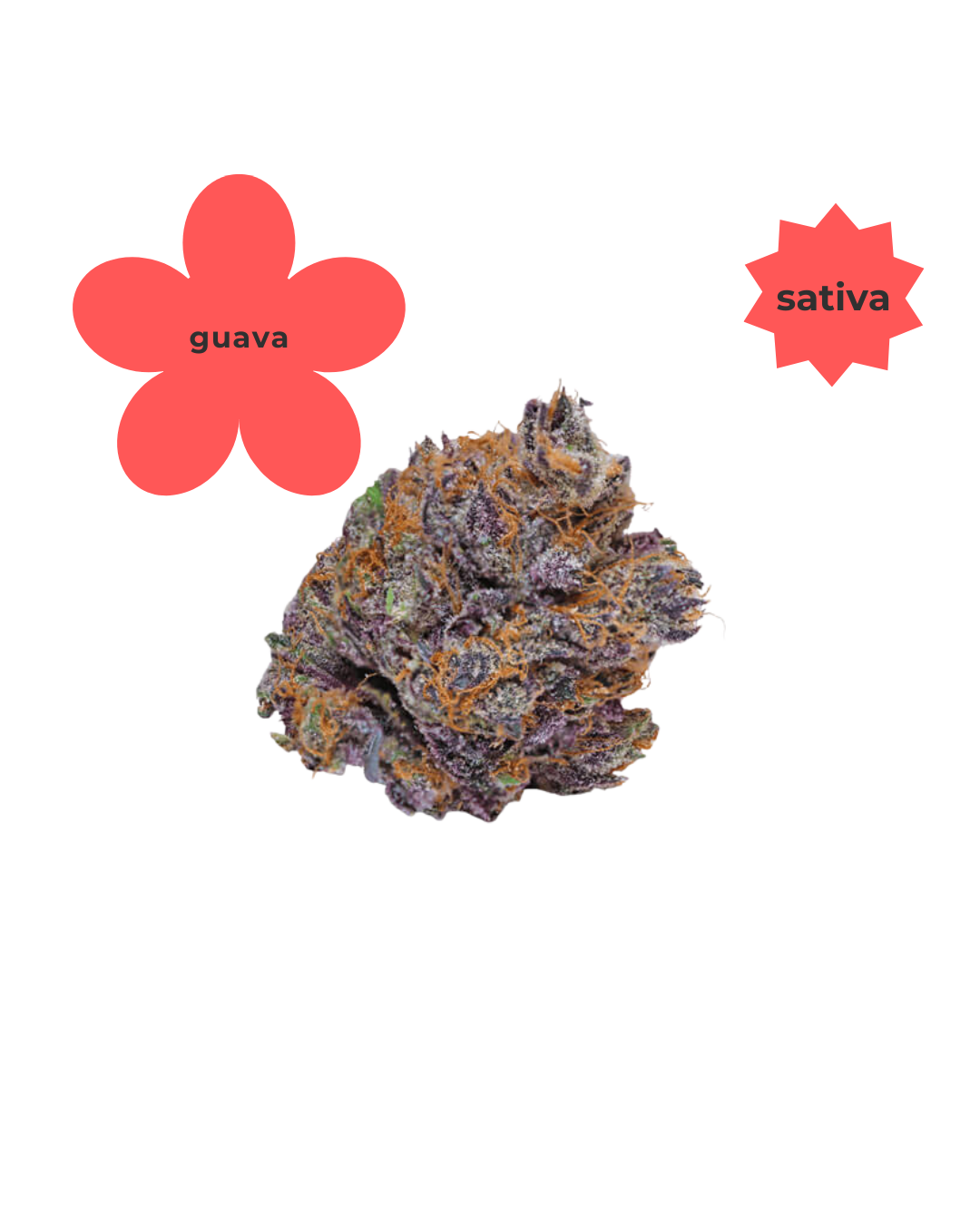 Sativa ~ Guava