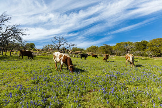 Delta 9 in Texas