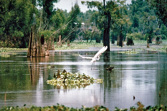 Delta-9 in Louisiana