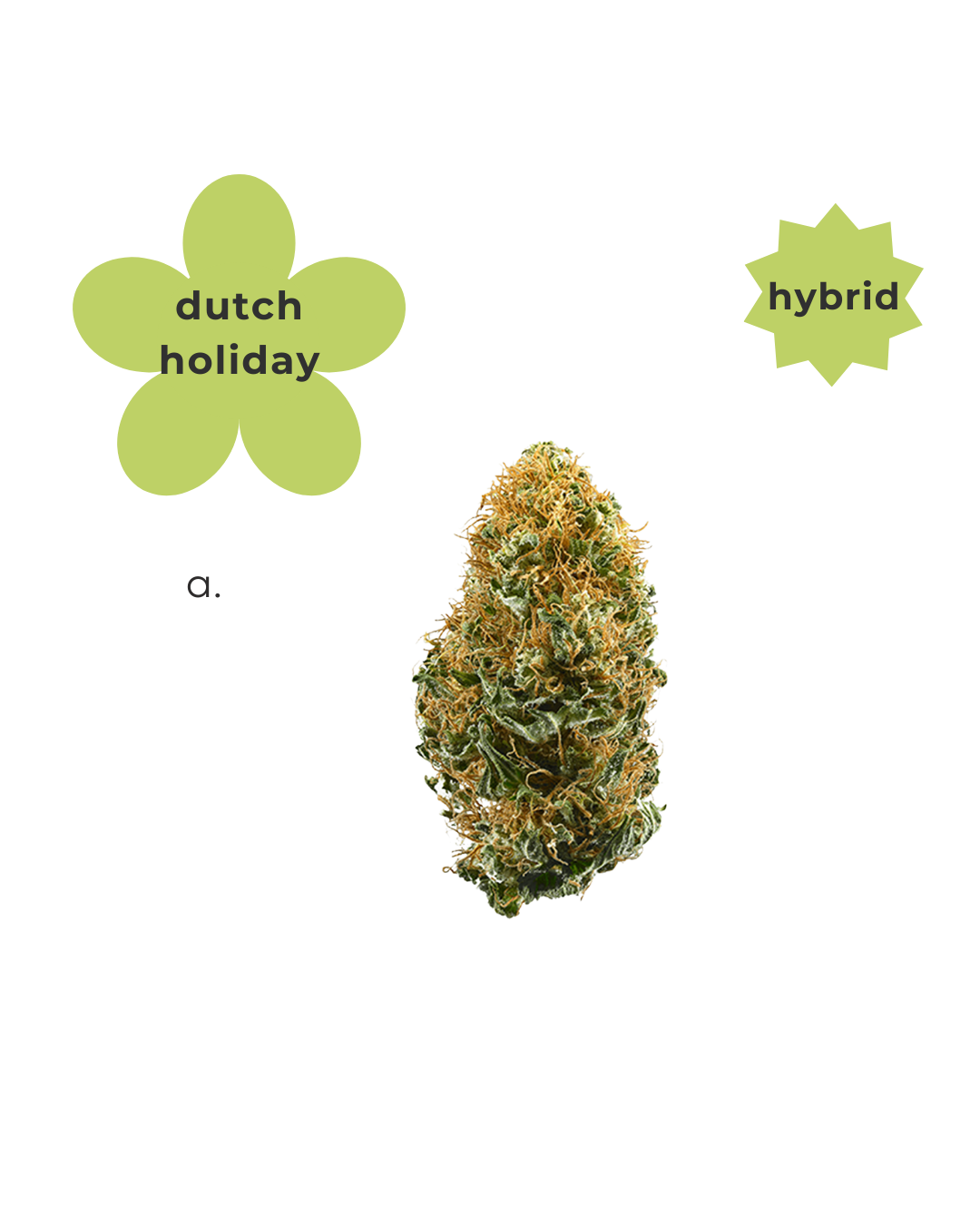 Hybrid ~ Dutch Holiday