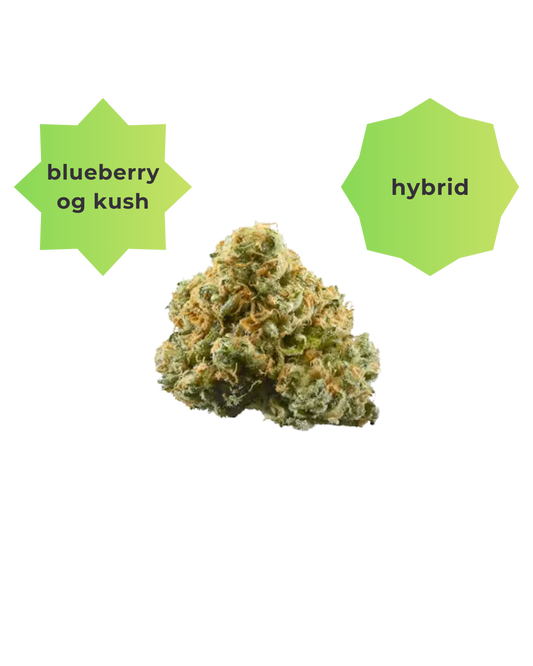 Hybrid ~ Blueberry Pie OG Kush *CAVIAR*