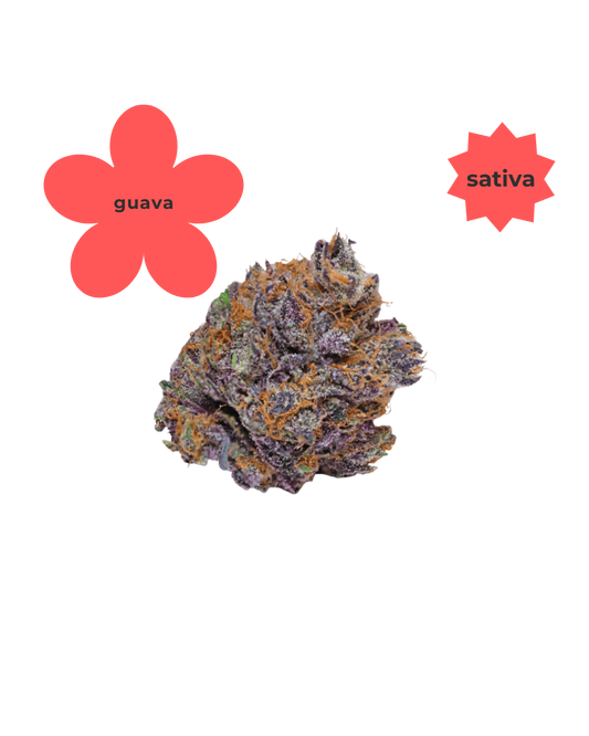 Sativa ~ Guava